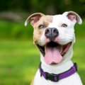 犬にも味覚はある？…