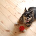 小型犬が吠えやすい…