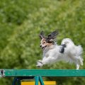 豊富な運動量が欠か…