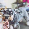 犬の被毛が伸びすぎ…