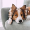『犬に尽くしすぎる…
