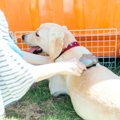 『抜け毛が多い』犬…