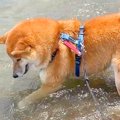 海の波打ち際で『好…