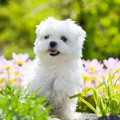 寿命が長い犬種３選…