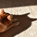 犬が『嫌がること』…