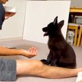 子犬と『おての練習…
