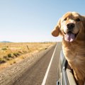 犬とのドライブを安…