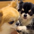 『あたちを撫でて！…