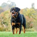 犬の遺伝性難聴の原…