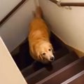 寝ようとすると2階に…
