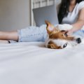 犬が飼い主にお尻を…