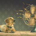 犬の熱中症対策はい…