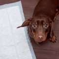 犬がトイレ以外でお…