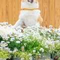 写真スポットで『犬…