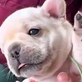 動物病院で健康診断…
