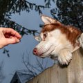 犬が誘拐されないた…