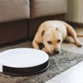 犬のいる家庭で『ロ…