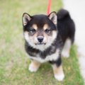 犬を飼い始めた人必…