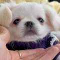可愛らしい赤ちゃん…