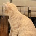 一緒に遊んでいる犬…