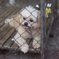 動物虐待の逮捕者が…