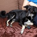 犬はテレビにうつっ…