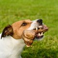 犬が飼い主に向かっ…