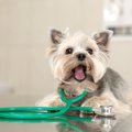愛犬の肝臓を守る『…