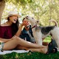 犬が『やきもちを妬…