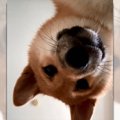 近い近いっ！カメラ…