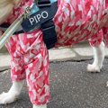 秋田犬とお出かけ中…