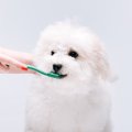 気をつけて！小型犬…