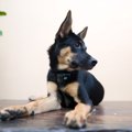 犬が『大嫌いな人』…
