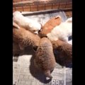 生後40日の秋田犬パ…
