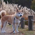 犬にとって『ノギ』…