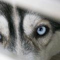 犬に咬まれた人に多…