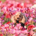 LAYLAのわんちゃん占…