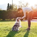 犬が飼い主以外の人…