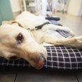 犬が急に倒れる原因…