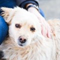 愛犬を触りすぎるリ…