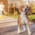 散歩中、犬が違う方…