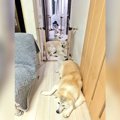 秋田犬が大渋滞！？…