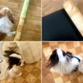 ペットの足腰の負担…