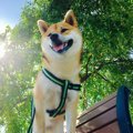 『紫外線』が犬に与…