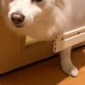 『もうダメです…』犬…