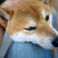 犬が飼い主の服に『…