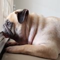 犬の分離不安症とは…