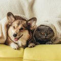 犬と猫は一緒に飼っ…