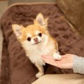 犬に『お手』を教え…
