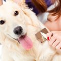 犬が「ブラッシング…